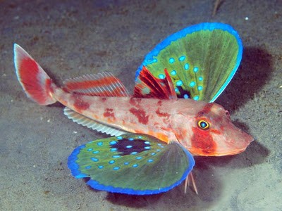 Cá chào mào Red Gurnard có tên khoa học là Chelidonichthys spinosus, loài này được tìm thấy ở vùng thềm lục địa sâu tới 200m dưới đáy biển.